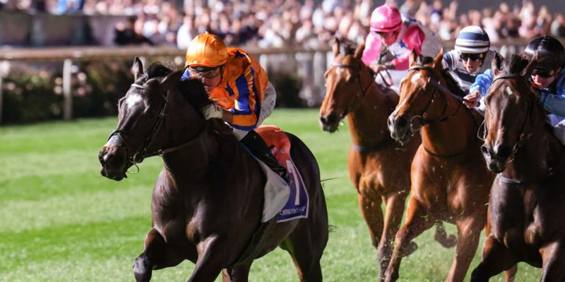moir stakes