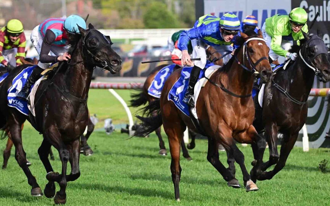 Northerly Stakes 2025 Preview