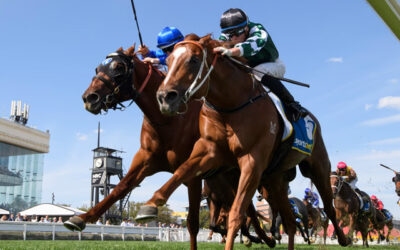Blue Diamond Stakes 2026 Preview